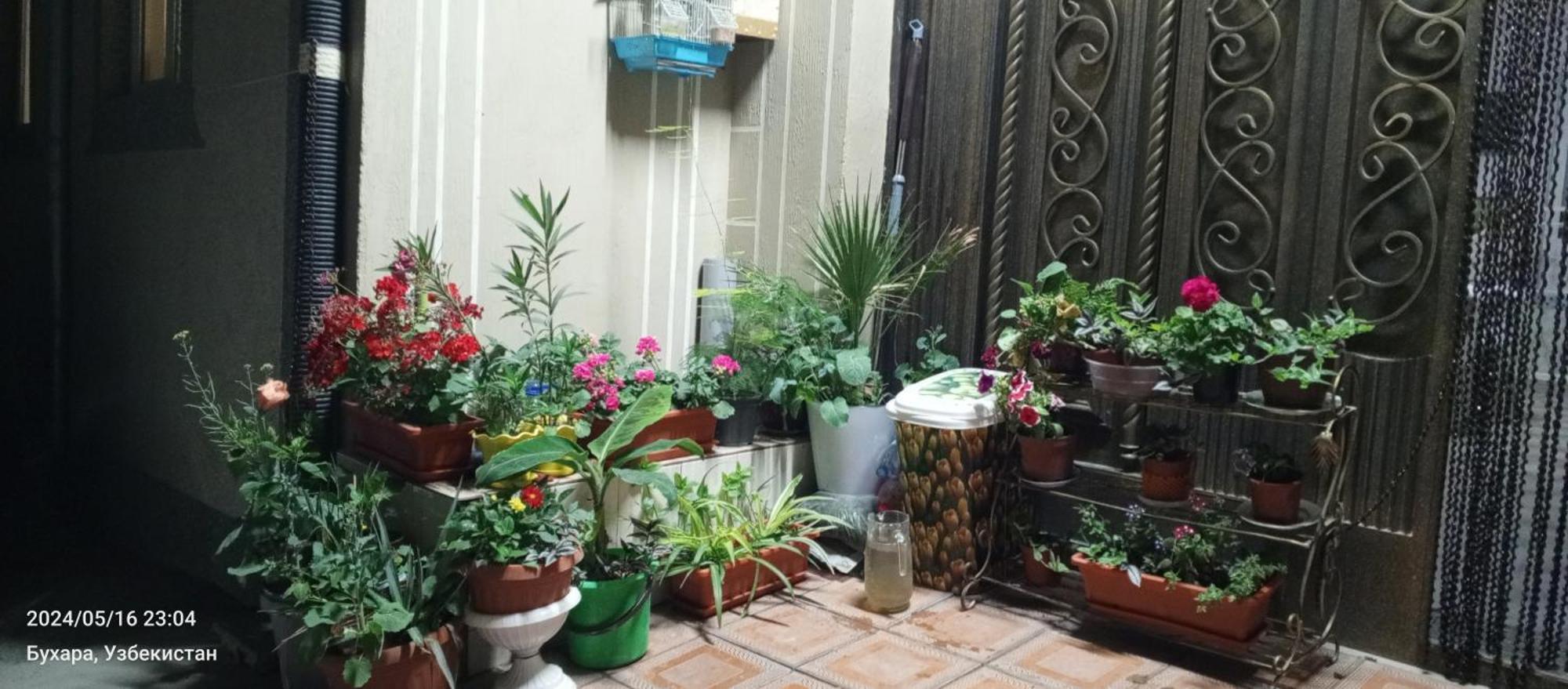 Hotel Guest House Golden Degrez Buchara Exterior foto